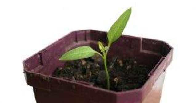 Atentie! Planta de apartament te barfeste