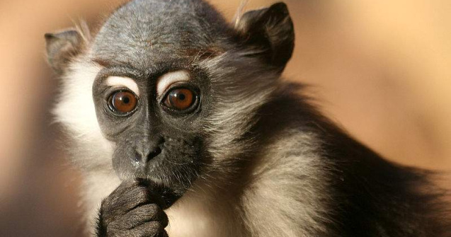 Care este originea interjectiei "hmm"?