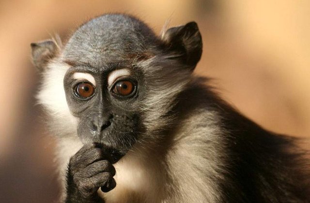 Care este originea interjectiei "hmm"?