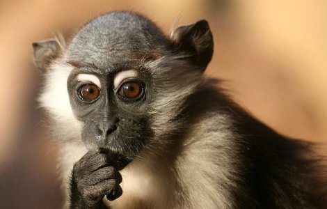 Care este originea interjectiei "hmm"?