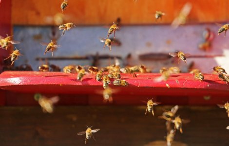 S-a rasturnat un autocamion incarcat cu peste 130 de milioane de albine. Roiurile de insecte s-au raspandit/ FOTO