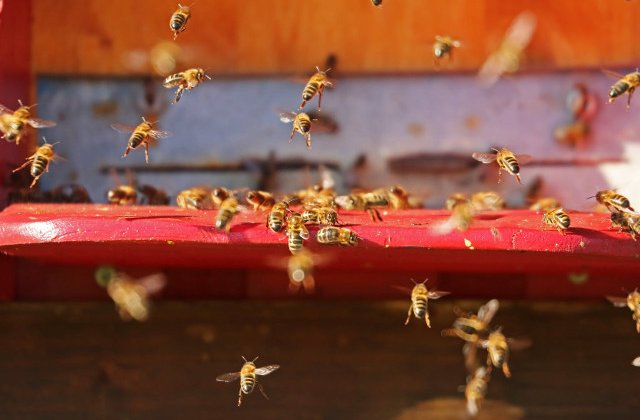 S-a rasturnat un autocamion incarcat cu peste 130 de milioane de albine. Roiurile de insecte s-au raspandit/ FOTO