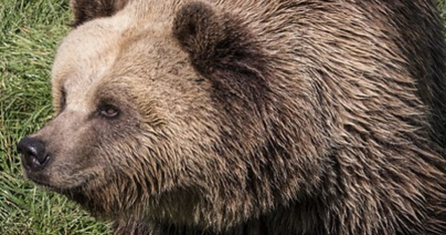 Un urs, surprins alergand prin curtea unei scoli din Breaza: "Copiii s-au speriat cand l-au vazut pe geam"