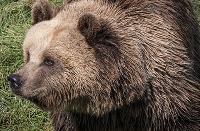 Un urs, surprins alergand prin curtea unei scoli din Breaza: "Copiii s-au speriat cand l-au vazut pe geam"