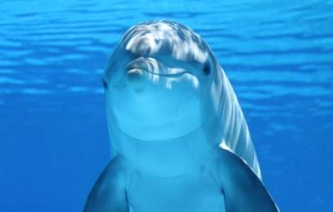 Lege prin care se interzice captivitatea delfinilor sau a balenelor