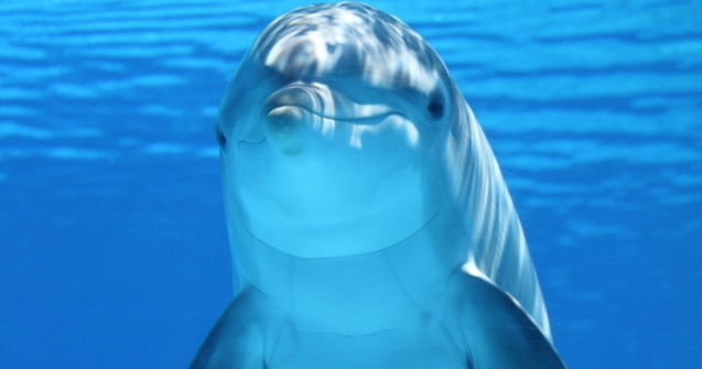 Lege prin care se interzice captivitatea delfinilor sau a balenelor