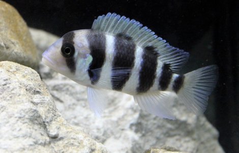 Si pestii "sufera din dragoste", arata un studiu