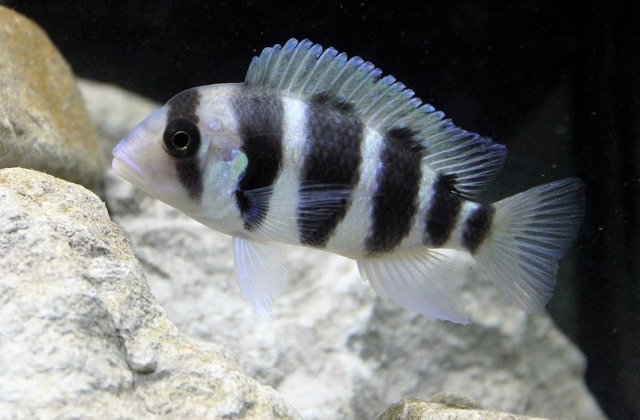 Si pestii "sufera din dragoste", arata un studiu