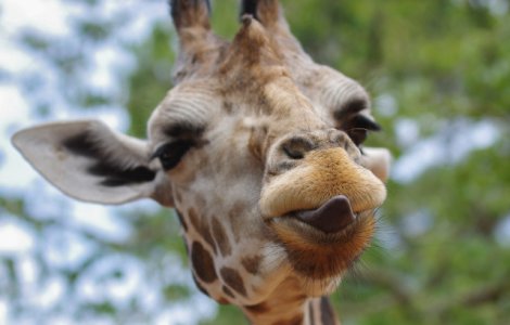  Top  15+ imagini care demonstreaza ca girafele ar putea fi cele mai expresive din regnul animal