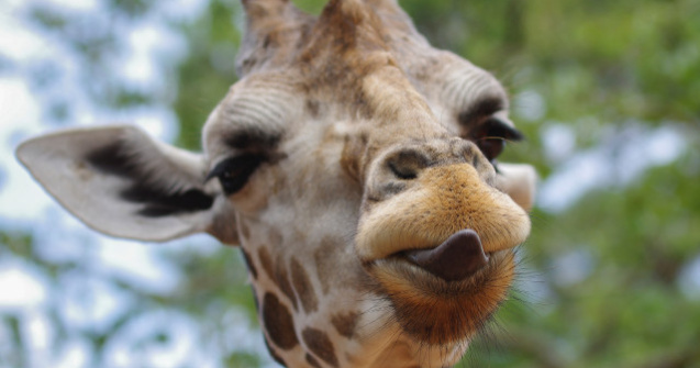  Top  15+ imagini care demonstreaza ca girafele ar putea fi cele mai expresive din regnul animal