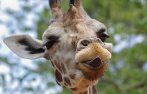  Top  15+ imagini care demonstreaza ca girafele ar putea fi cele mai expresive din regnul animal