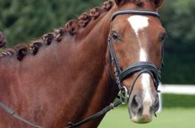 Nepoata reginei Elisabeta a II-a participa la JO in proba de echitatie