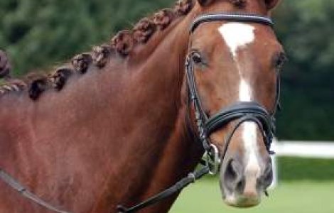 Nepoata reginei Elisabeta a II-a participa la JO in proba de echitatie