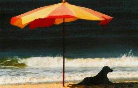 CANICULA in Romania: Cum ne protejam?