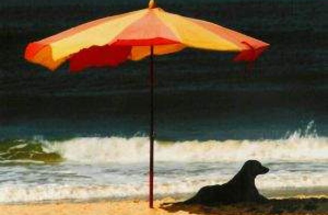 CANICULA in Romania: Cum ne protejam?