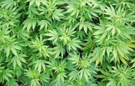 Marijuana creste nestingherita pe strazile Constantei