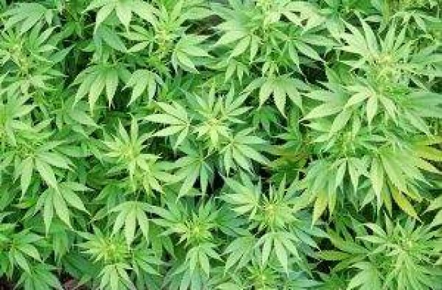 Marijuana creste nestingherita pe strazile Constantei