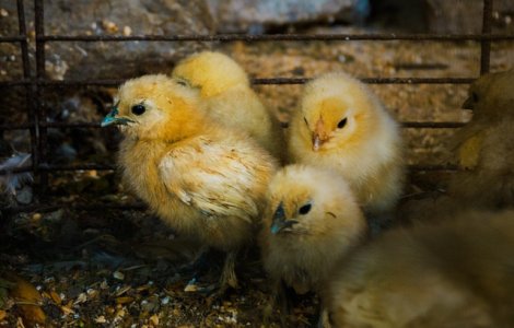 Decizie in instanta: Sacrificarea puilor de gaina de sex masculin ramane, provizoriu, o tehnica autorizata in Germania