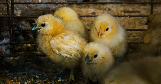 Decizie in instanta: Sacrificarea puilor de gaina de sex masculin ramane, provizoriu, o tehnica autorizata in Germania