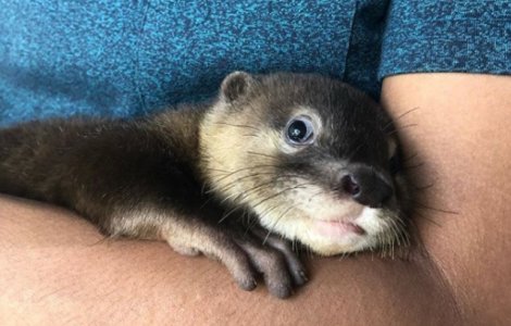  Top  Nu le poti rezista: 15 instantanee simpatice cu animalute gingase