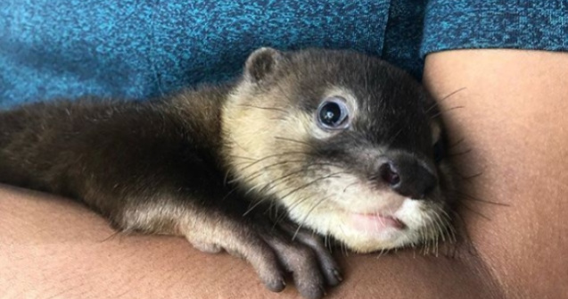  Top  Nu le poti rezista: 15 instantanee simpatice cu animalute gingase