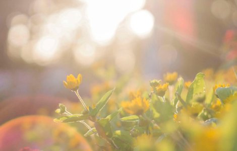Val de aer saharian in Romania. Temperaturi de pana la 37 de grade