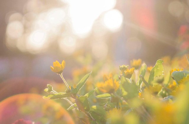 Val de aer saharian in Romania. Temperaturi de pana la 37 de grade