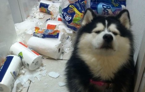  Top  Prinse in fapt: 10+ imagini amuzante cu animale de la locul "dezastrului"