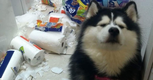  Top  Prinse in fapt: 10+ imagini amuzante cu animale de la locul "dezastrului"