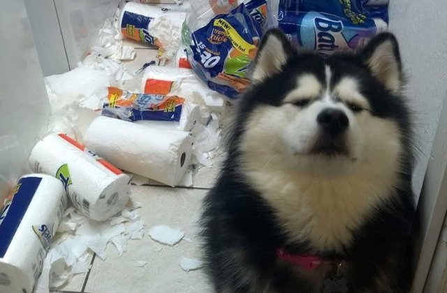 Prinse in fapt: 10+ imagini amuzante cu animale de la locul "dezastrului"