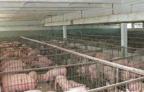 Stare de alerta in America: Creste numarul victimelor gripei porcine