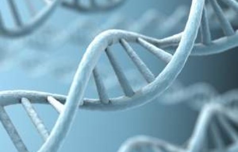 Speranta pentru fermieri: A fost decodificat genomul vacii