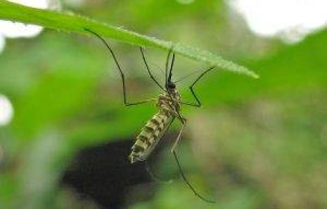 Dezinsectia la Bucuresti, de 28 de ori mai scumpa decat la Budapesta