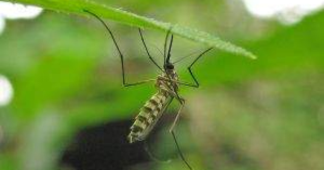 Dezinsectia la Bucuresti, de 28 de ori mai scumpa decat la Budapesta