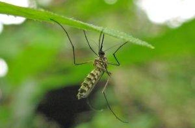 Dezinsectia la Bucuresti, de 28 de ori mai scumpa decat la Budapesta