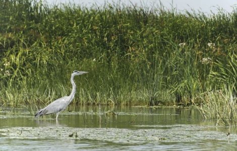 USR: Delta Dunarii ajunge in mainile baronilor locali PSD