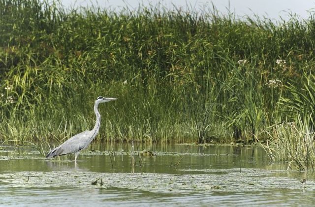 USR: Delta Dunarii ajunge in mainile baronilor locali PSD