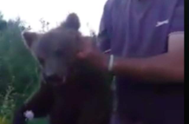 Pui de urs, chinuit de mai multi barbati, dupa ce a fost gasit langa o padure