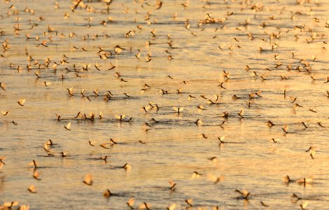 Milioane de efemeride, fluturi care traiesc doar cateva ore, au aparut pe malul Muresului