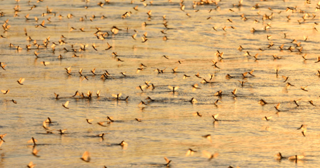 Milioane de efemeride, fluturi care traiesc doar cateva ore, au aparut pe malul Muresului