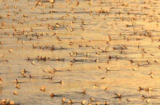 Milioane de efemeride, fluturi care traiesc doar cateva ore, au aparut pe malul Muresului