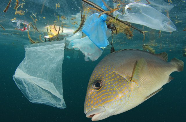 Imaginile triste ale poluarii: 15+ fotografii care te vor da peste cap