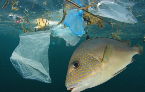  Top  Imaginile triste ale poluarii: 15+ fotografii care te vor da peste cap