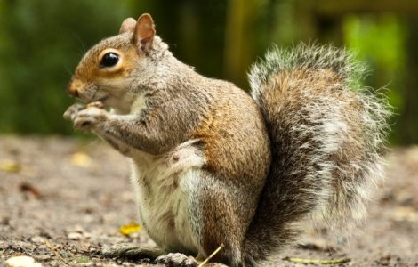 Un barbat din Alabama a dopat o veverita cu metamfetamina pentru a o face un animal de atac/ VIDEO