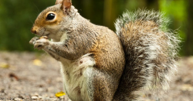 Un barbat din Alabama a dopat o veverita cu metamfetamina pentru a o face un animal de atac/ VIDEO