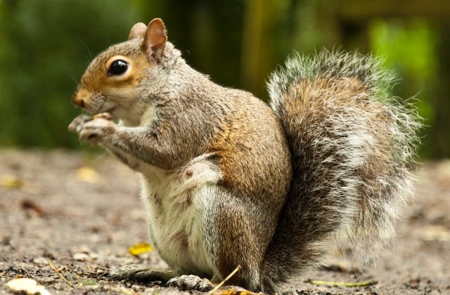 Un barbat din Alabama a dopat o veverita cu metamfetamina pentru a o face un animal de atac/ VIDEO