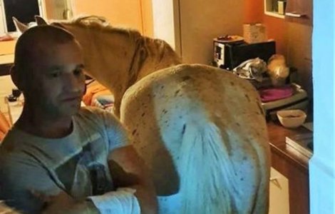 Un cal, gasit de politisti intr-un apartament din Satu Mare/ VIDEO