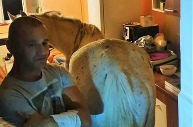 Un cal, gasit de politisti intr-un apartament din Satu Mare/ VIDEO