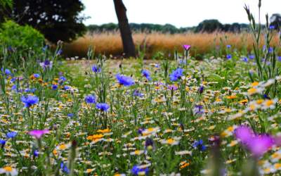 Solstitiul de vara 2019. 21...