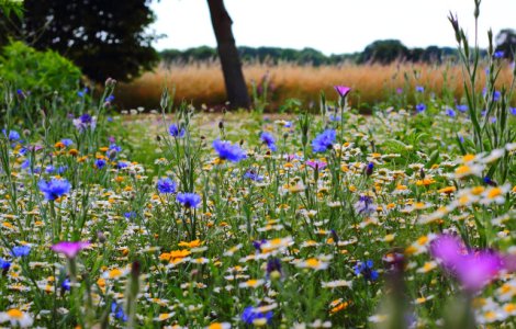 Solstitiul de vara 2019. 21 iunie, cea mai lunga zi a anului care marcheaza inceputul verii astronomice/ VIDEO